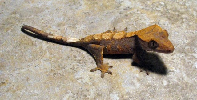 Gecko_2.jpg Gecko_2.jpg