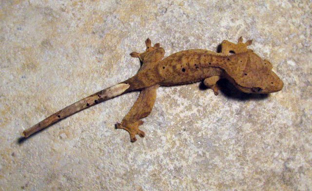 Gecko_1_3.jpg