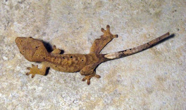 Gecko_1_2.jpg