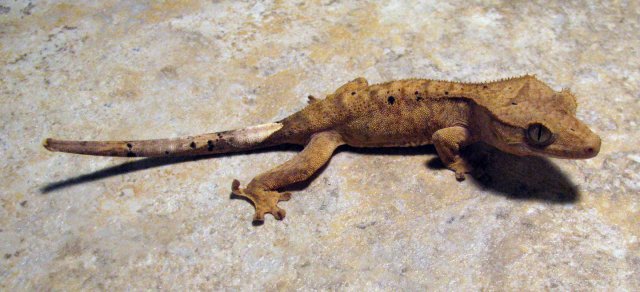 Gecko_1.jpg Gecko_1.jpg