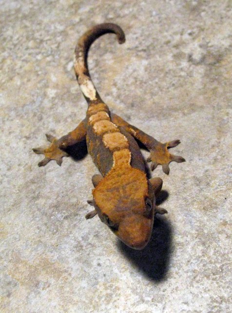 Gecko_2_3.jpg