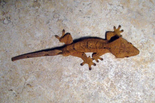Gecko_4_3.jpg
