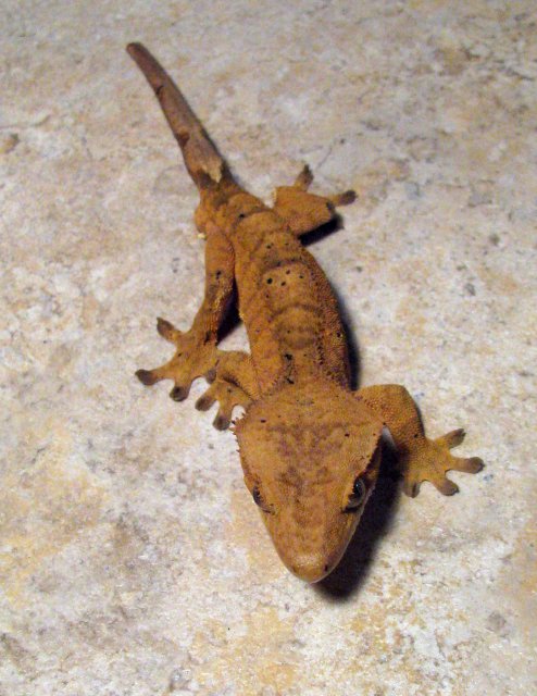 Gecko_4.jpg
