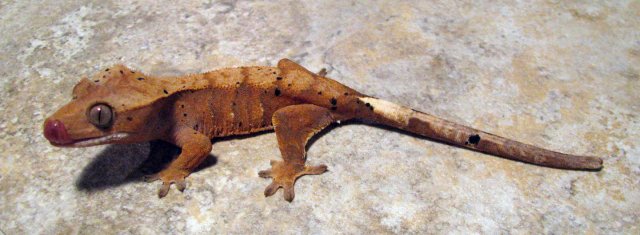 Gecko_3_3.jpg