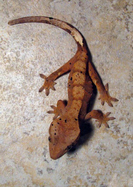 Gecko_3.jpg
