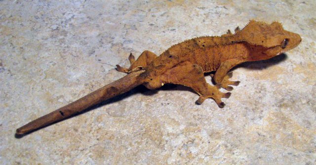 Gecko_4_2.jpg
