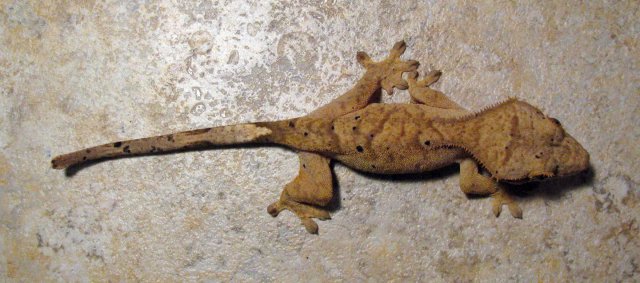 Gecko_6.jpg