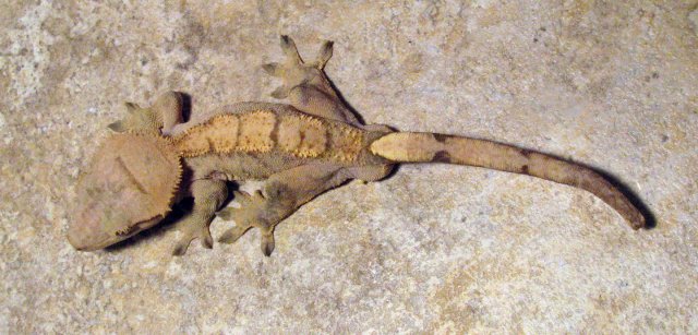 Gecko_5_2.jpg