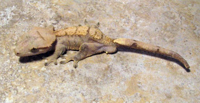 Gecko_5_1.jpg