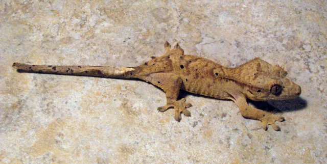 Gecko_6_2.jpg
