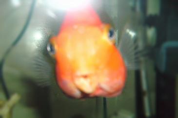 more of my fish 026.JPG