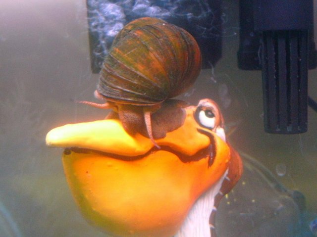 more of my fish 008.JPG