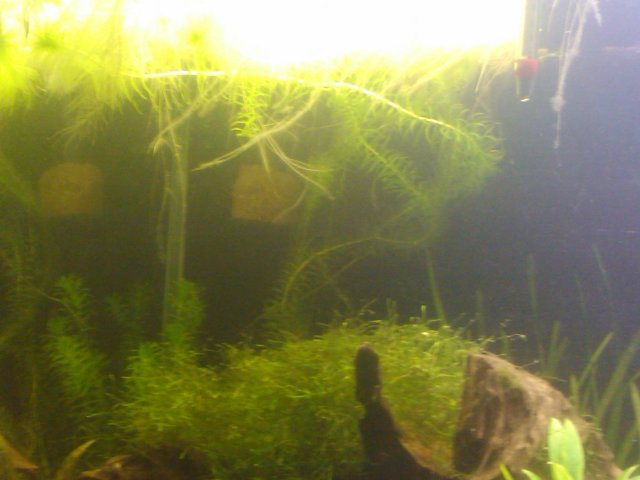 2011-04-02 mid.jpg