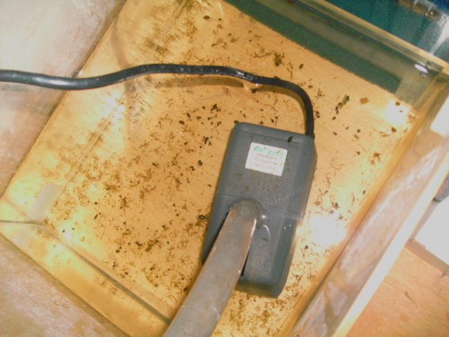 fly's worms 007.JPG