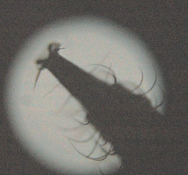 tail.JPG tail.JPG