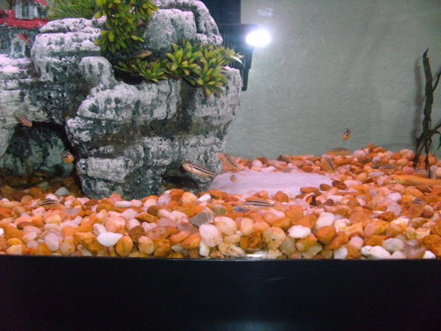 allmytanks 008.JPG