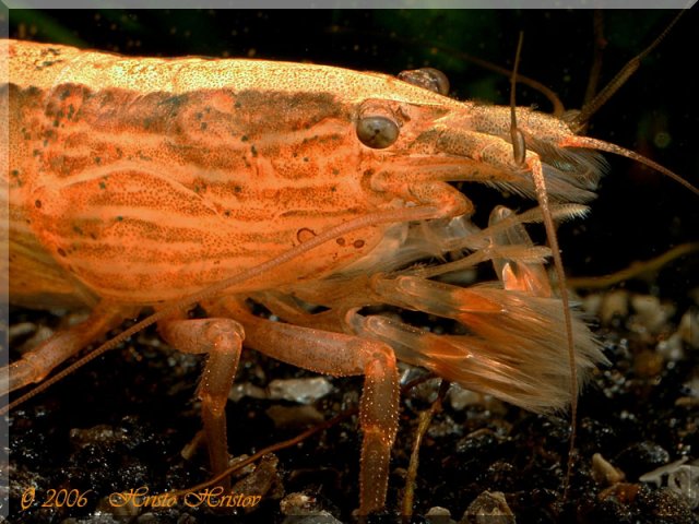 Atyopsis%20moluccensis%203.jpg