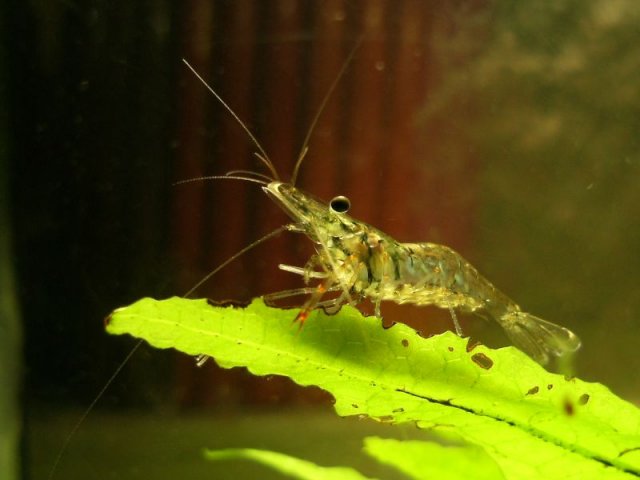 long-armed shrimp.jpg