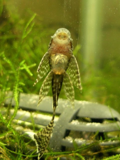 Ancistrus cirrhosus.jpg