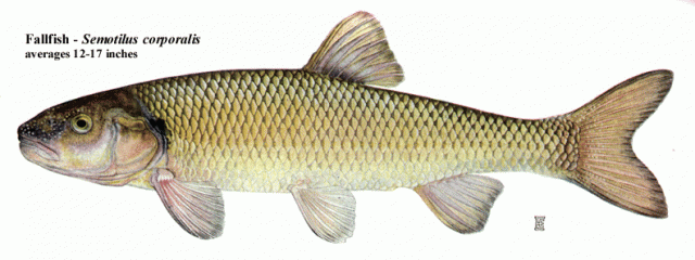 fallfish.gif
