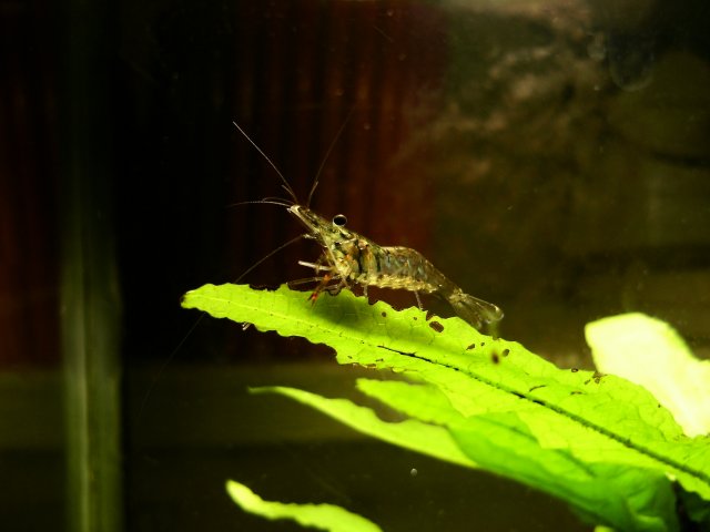 DSCF1666b.jpg