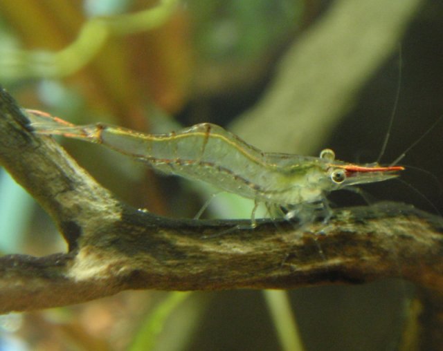 RedNoseShrimp.jpg