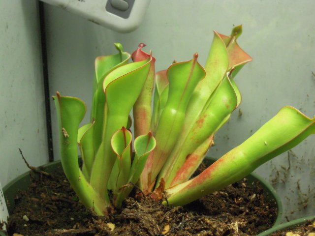 heliamphora.JPG heliamphora.JPG