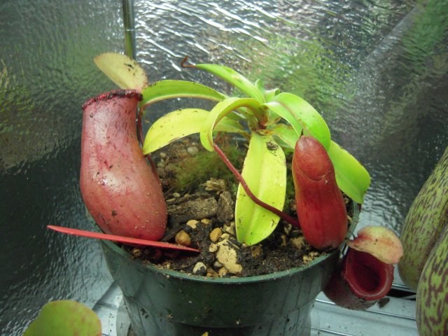 ventricosa.JPG