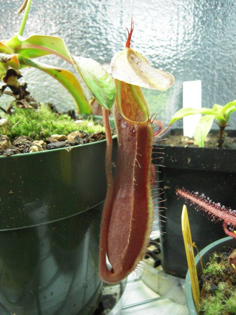 sanguinea pitcher.JPG