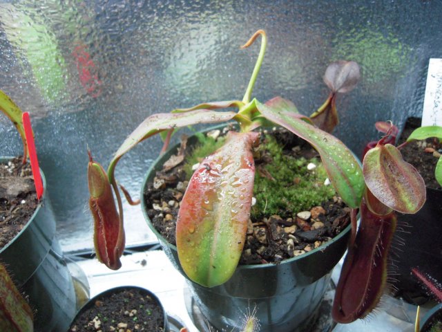 sanguinea.JPG