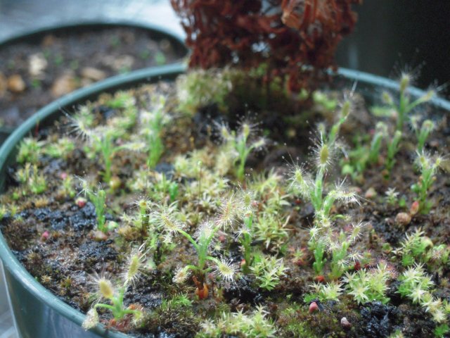 scorpiodes babies.JPG