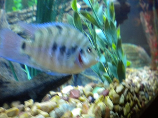 DSCN2079.JPG DSCN2079.JPG