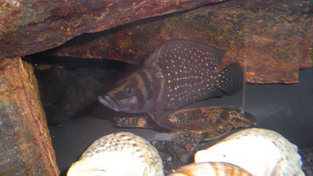 malecalvus2.jpg