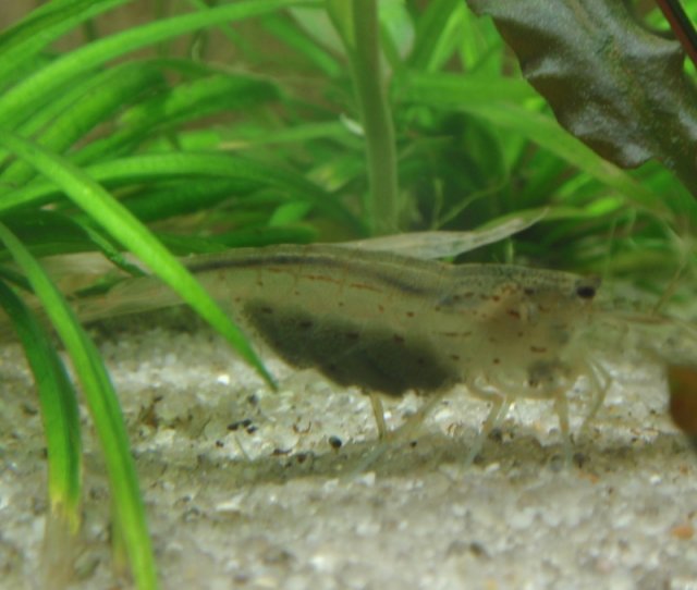 Amano_041011.jpg