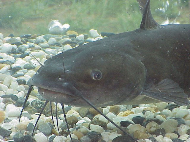 channel_catfish.jpg