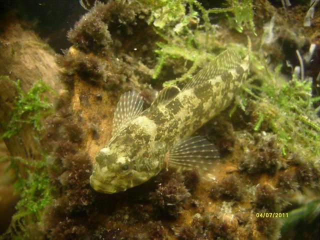 S7300688.jpg