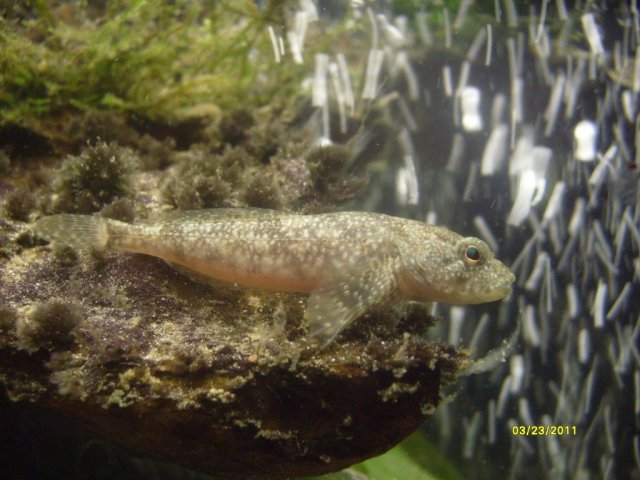 S7300604.jpg
