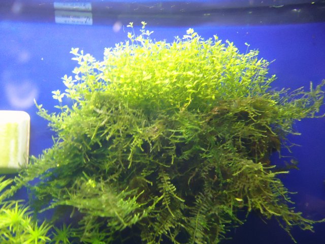 DSC00420.JPG