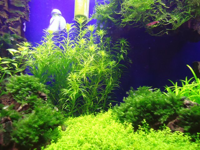 DSC00418.JPG
