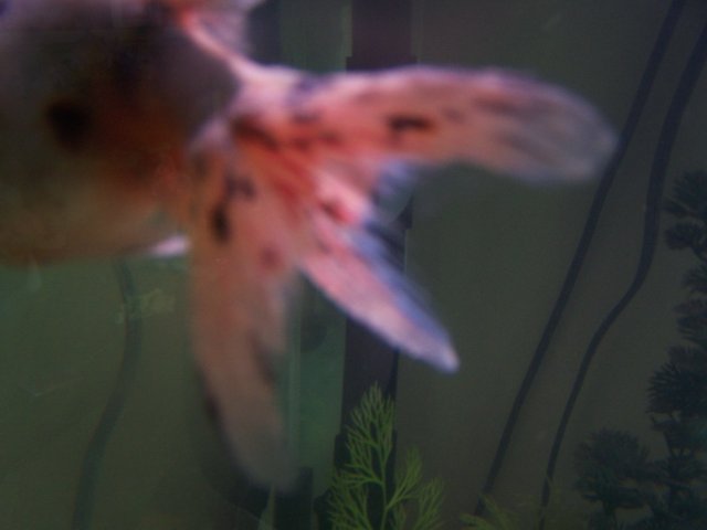 100_6094.JPG