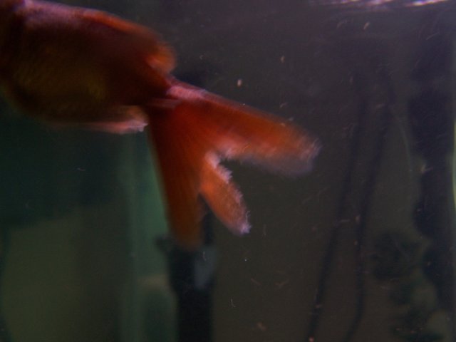 100_6107.JPG