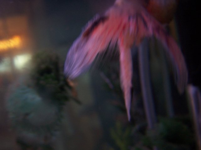 100_6103.JPG