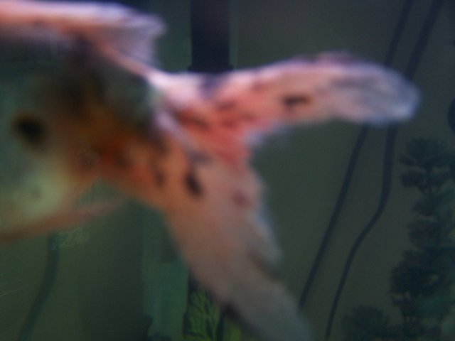 100_6093.JPG