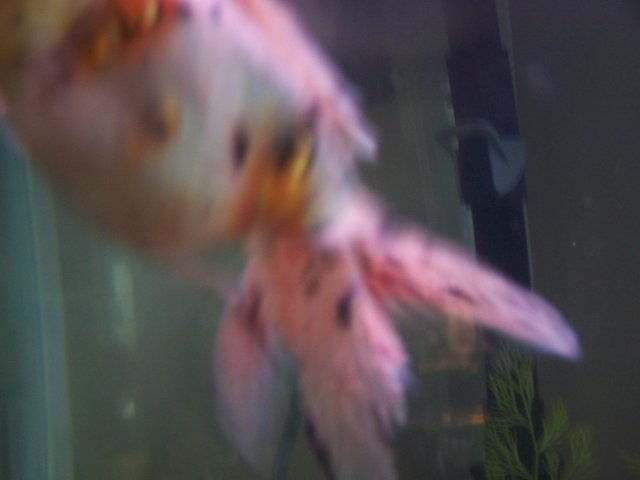 100_6092.JPG