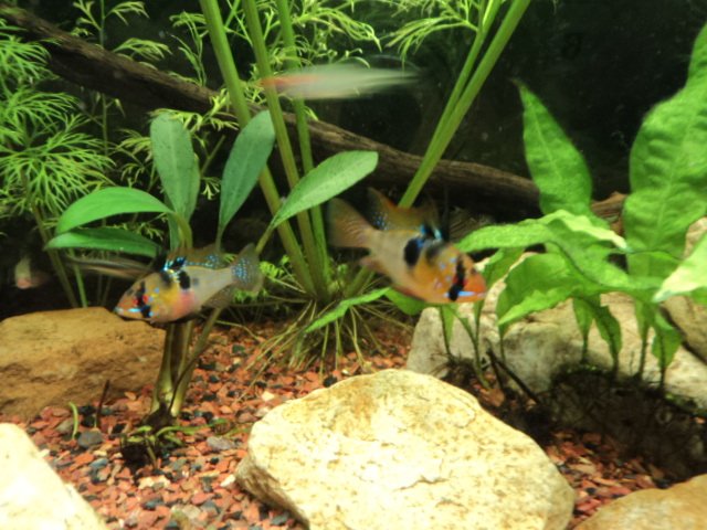 Ram pair.JPG