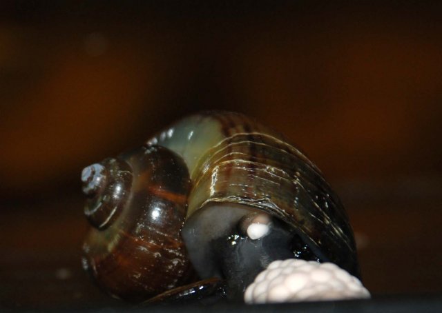 eggs moving 2.jpg