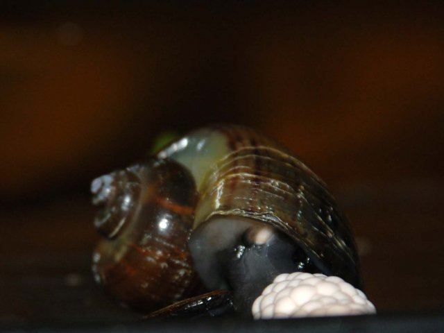 egg moving3.jpg