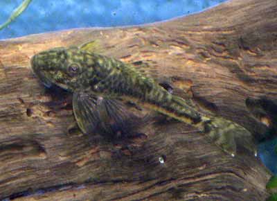 Parotocinclus_jumbo.jpg