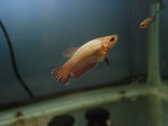 bettas 250.jpg