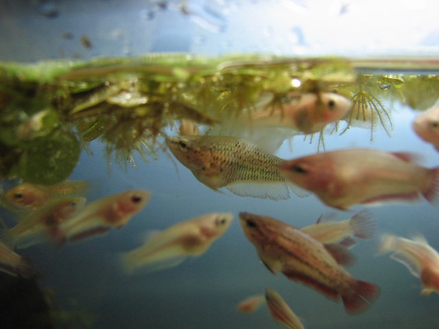 bettas 246.jpg